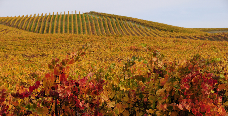Vineyard-in-the-Fall--Credit-Sonoma-County-Tourism
