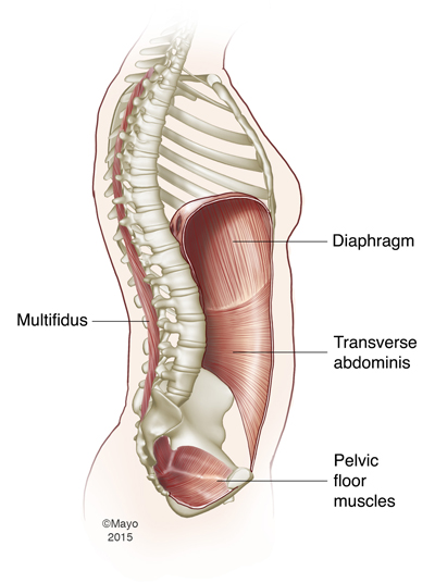 Core Muscles. These are the true deep core muscles that work together to stabilize and protect your back. 