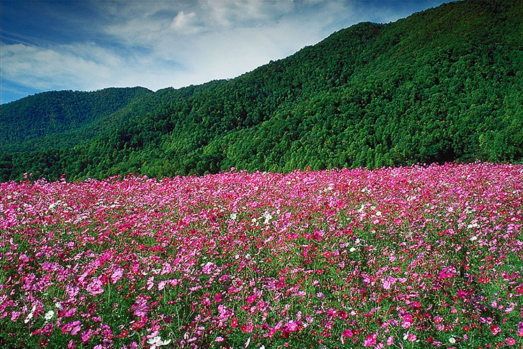 Wildflowers in the mountains near Robbinsville, NC. Photo: VisitNC.com. Bill Russ.