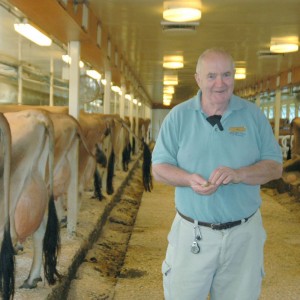 Jim Ide in the cow barn at Billings Farm, Vermont.