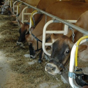 The cow barn at Billings Farm, Vermont. Cworthington photo