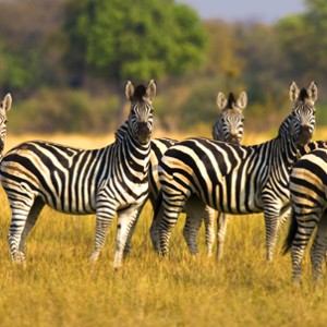 Zebras_Photo_ThomsonSafaris