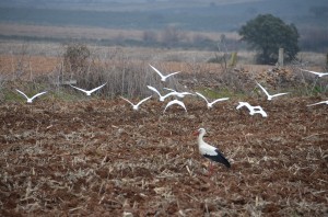 Birds_Extremadura