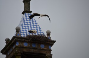 DSC_7681 stork. trujillo