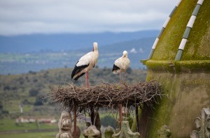 DSC_7688Storks