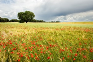 Llanos de Olivenza weblrg