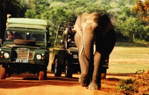 Elephant safari in Sri Lanka