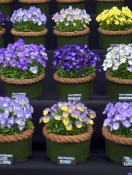 2016 Spring Not-To-Miss Flower Shows