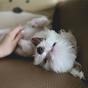 unsplash.-nomao-saeki-pets