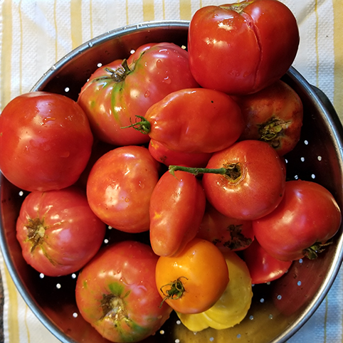 ripe freshly picked tomatoes