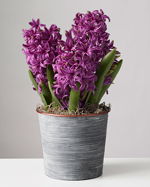 Hyacinth plant