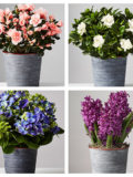 plants