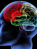brain health - Healthy Aging Magazine