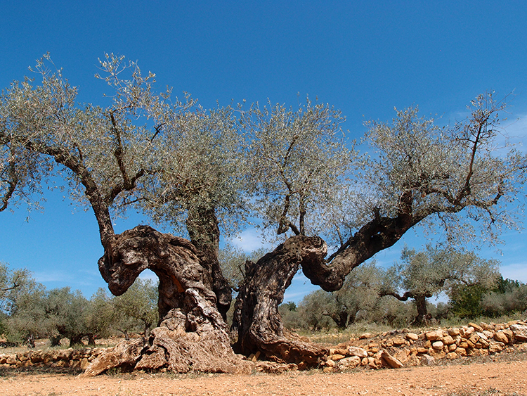 olive tree Spain