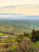 ACTIVE TRAVEL: The Romance and Culture Behind the Making of Spanish Olive Oil