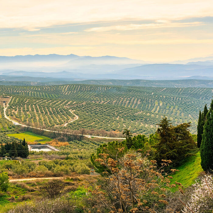 Olive trees Andalucia, Spain