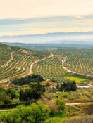 ACTIVE TRAVEL: The Romance and Culture Behind the Making of Spanish Olive Oil