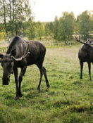 Why Millions Are Watching Sweden’s Moose Migration—and Why It May Inspire Your Next Trip