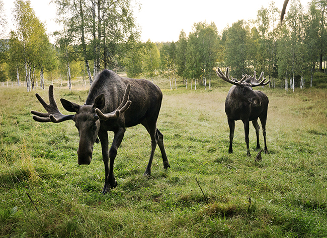 Moose migration Sweden crossing Ångerman River in northern Sweden