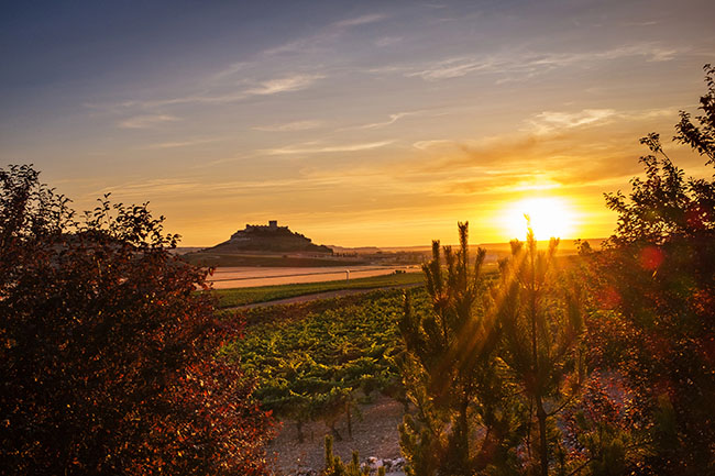 Ribera del Duero vineyards at dusk with Peñafiel Castle in the background