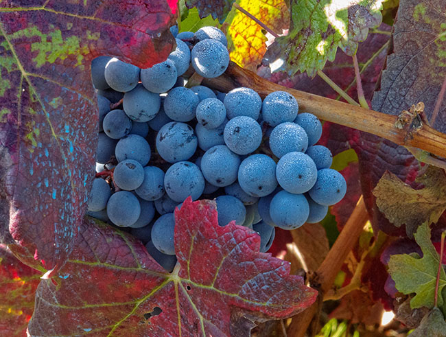 Close-up of Mencía grapes during harvest season in Villafranca del Bierzo, Spain