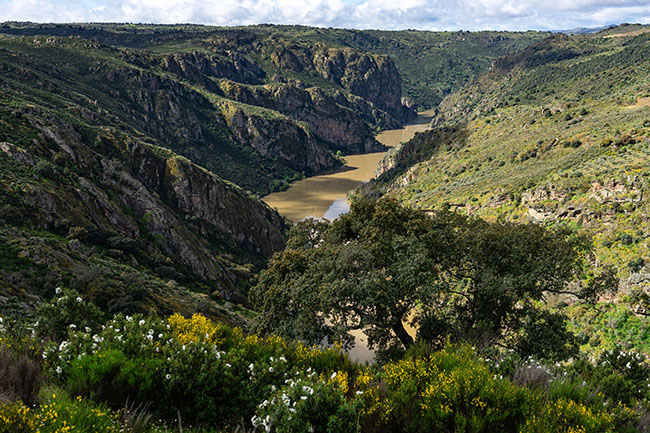 The Duero River flowing through the canyon landscape of Arribes del Duero in Zamora, Spain
