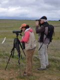 Two birdwatchers with binoculars and a spotting scope