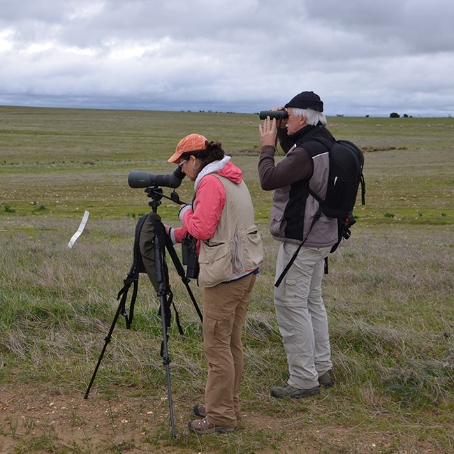 Two birdwatchers with binoculars and a spotting scope