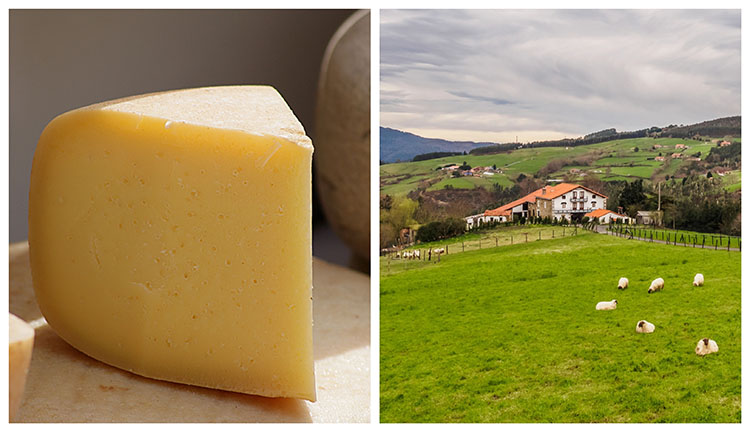 Wedge of Idiazabal sheep's milk cheese and green Basque countryside with grazing sheep