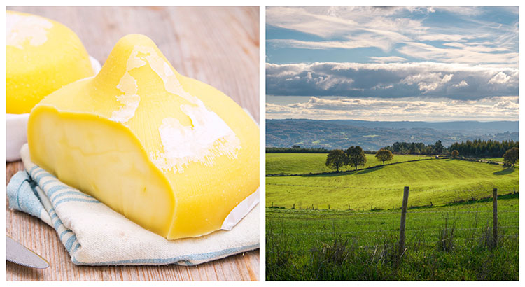 Traditional Tetilla cow's milk cheese and rolling green countryside in Galicia, Spain