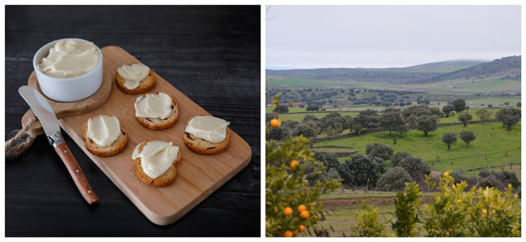 Creamy Torta del Casar sheep's milk cheese and countryside landscape in Extremadura, Spain